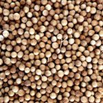 Cilantro grano