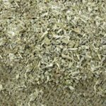 Salvia